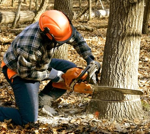 Tree Removal in Culloden, GA